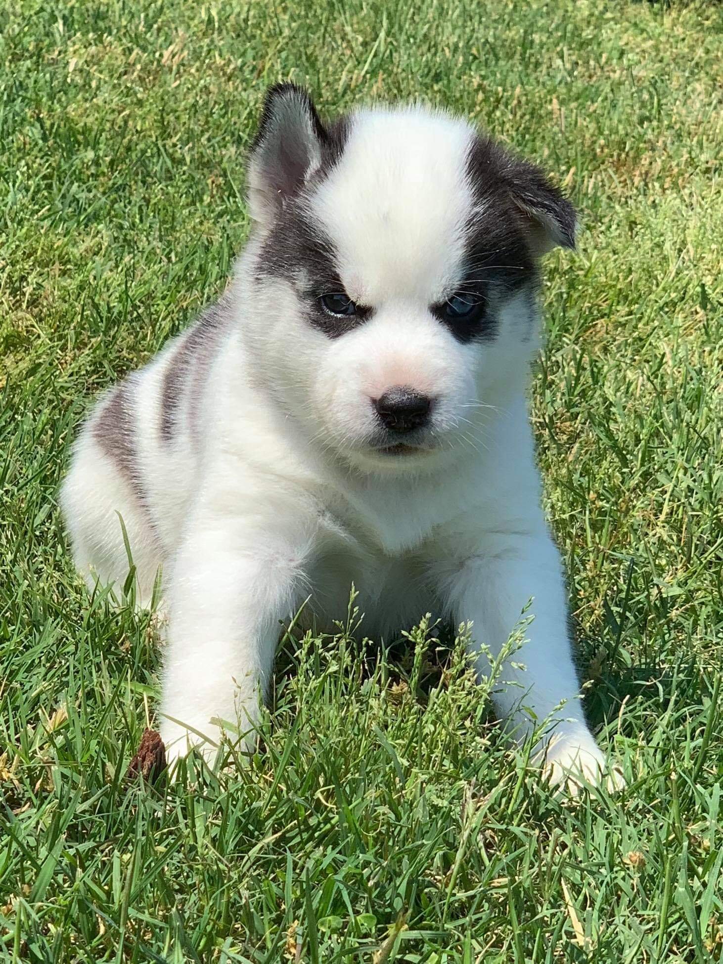 Michigan Siberian Huskies Beautiful Siberian Husky Puppies for sale